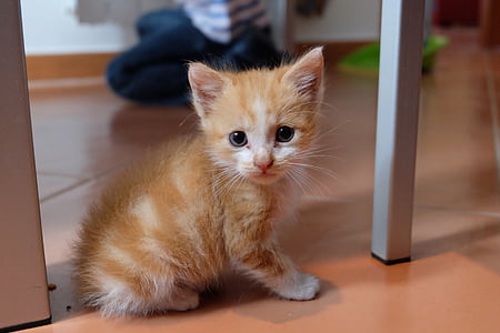 orange tabby kitten thumbnail