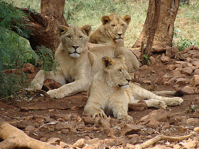 herd of lioness seating under the trees thumbnail