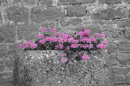 pink phlox flowers in gray concrete planter near wall thumbnail