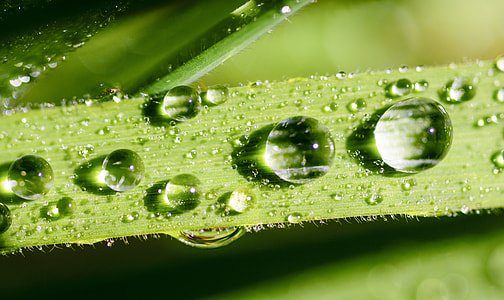 water dew on green leafed plant thumbnail