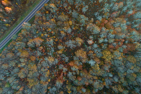 aerial photography of green trees thumbnail