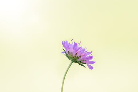 purple scabiosa flower in side view thumbnail