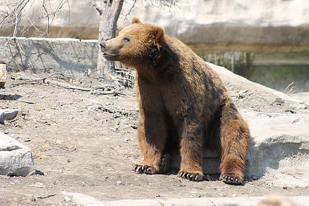 bear sitting on concrete stone thumbnail