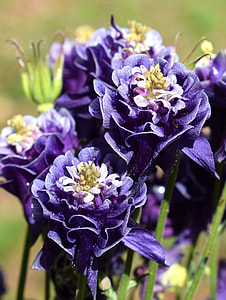 Rain-Wet Columbine, Rain Drops thumbnail