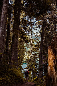 man standing in middle of forest thumbnail