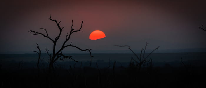 two tree trunk under blood moon thumbnail