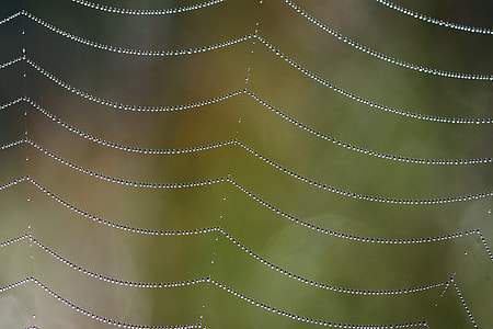 spiderweb with water droplets thumbnail