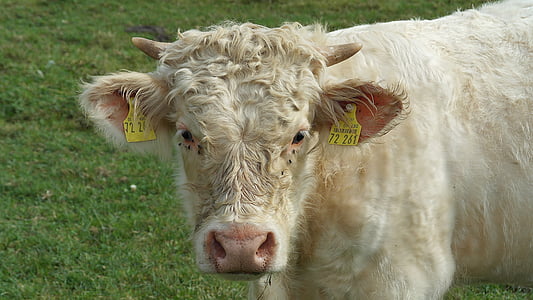 white cow thumbnail