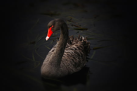 photo of black and gray goose on body of water thumbnail