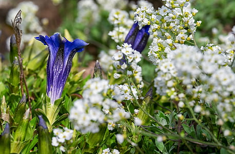 blue gentian flowers and white cluster flowers closeup photography thumbnail