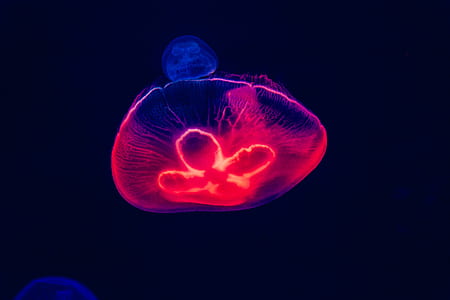 jellyfish, jelly, neon colours, red thumbnail