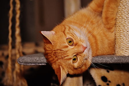 tabby cat lying on gray board thumbnail