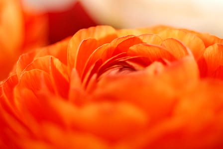 shallow focus photography of red flower thumbnail