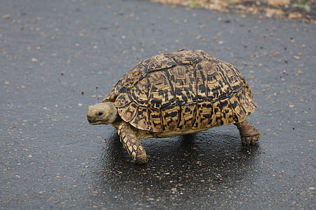 black and brown tortoise walking on gray asphalt road thumbnail