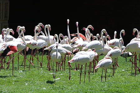Flock of White Flamingoes thumbnail
