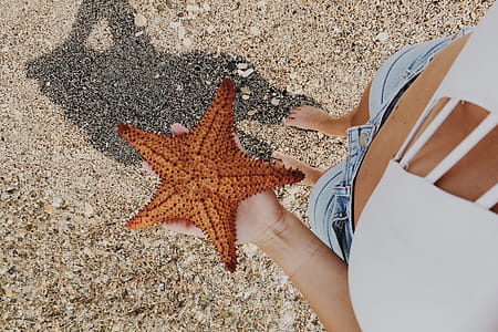 Person Holding Starfish thumbnail