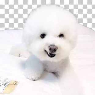 Bichon Frise Greenland Dog Shiba Inu German Shepherd