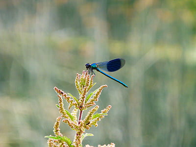 selective focus photography of blue damselfly perched on brown flower bud thumbnail