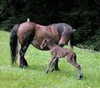 brown horse and pony on field thumbnail