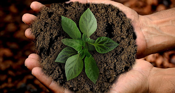 green plant on person's hand thumbnail