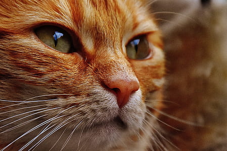 closeup photo of orange tabby cat thumbnail
