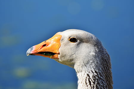 selective focus of white bird thumbnail