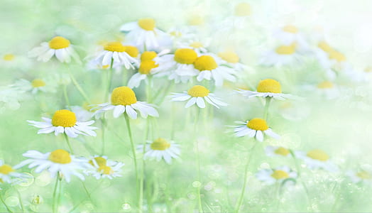 photo of white and yellow flowers on grass field thumbnail