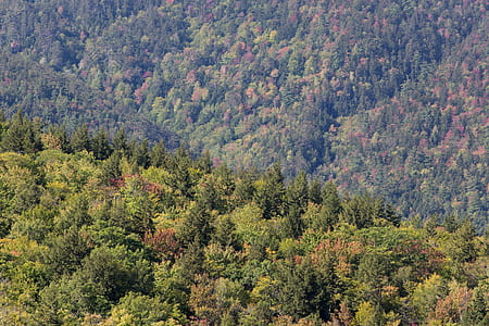 Aerial View Photography of Trees thumbnail