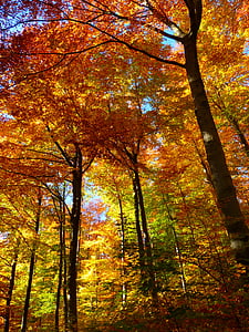 maple trees during daytime thumbnail