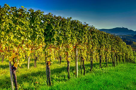 green leaf trees under blue sky thumbnail