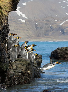 flock of king penguins near rock formation diving on body of water during daytime thumbnail