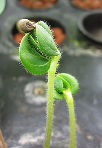 green leafed plant thumbnail