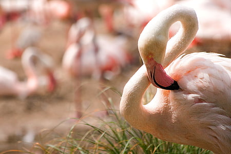 depth of field photography of flamingo cleaning its feathers thumbnail