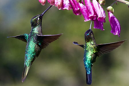 two hummingbirds thumbnail