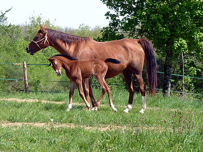 two brown horse near tree thumbnail
