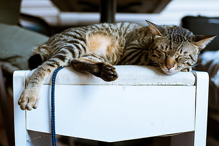 Brown Tabby Cat on White Wooden Furniture thumbnail