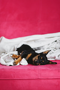 A cute puppy in a pink bed thumbnail
