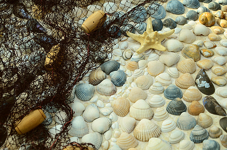 close up photo of starfish and seashells thumbnail