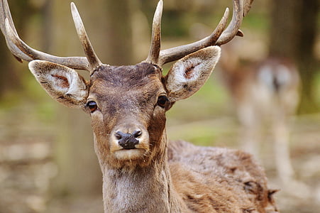 selective photography of brown deer thumbnail