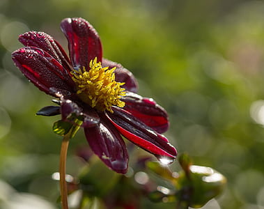 close-up photo of red and yellow single-petaled dahlia flower with water droplets thumbnail