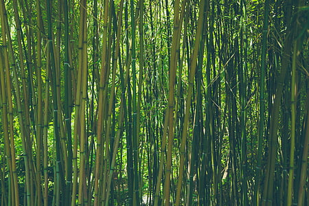 green leafed trees thumbnail