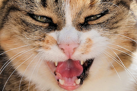 closeup photo of gray and white cat thumbnail
