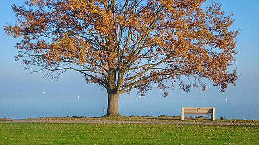 wooden bench near tree thumbnail