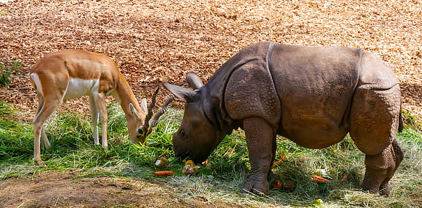 rhinocerous and deer eating grass thumbnail