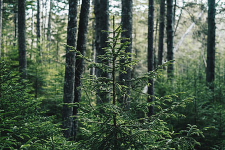 selective focus photography of green leaf tree at daytime thumbnail
