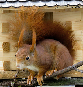 brown squirrel perching on tree branch thumbnail