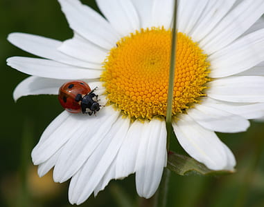 ladybug on white daisy flower thumbnail