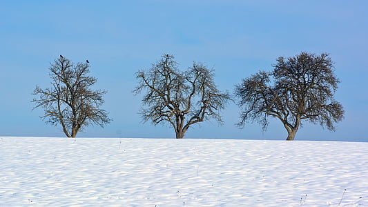 three green trees on snow covered ground thumbnail