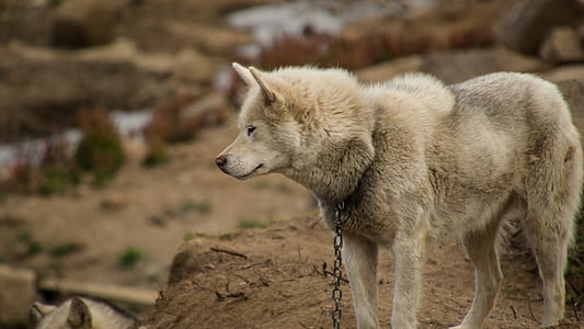 dog with chain standing on ground during daytime thumbnail