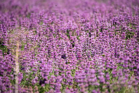 Lavender Field thumbnail